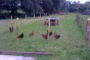 Élever des poules chez soi