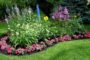 Entretenir une platte bande de fleurs