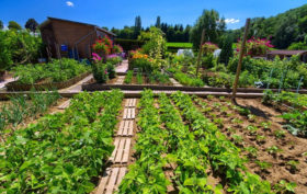 Comment faire un jardin potager naturel