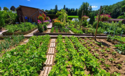 Comment faire un jardin potager naturel