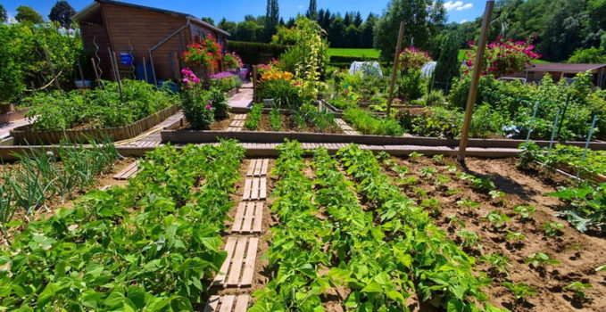 Comment faire un jardin potager naturel