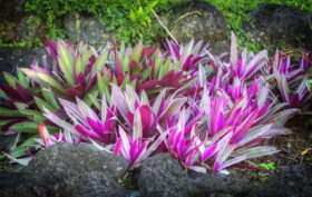 Livres références sur le jardin tropical