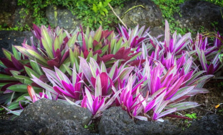 Livres références sur le jardin tropical