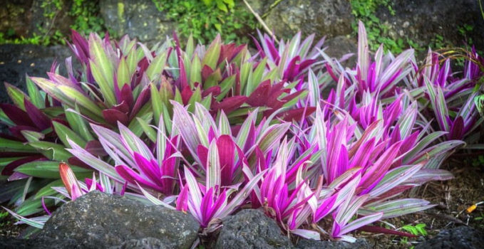 Livres références sur le jardin tropical