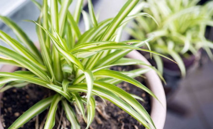 Plantes d'intérieur que vous ne pouvez pas tuer