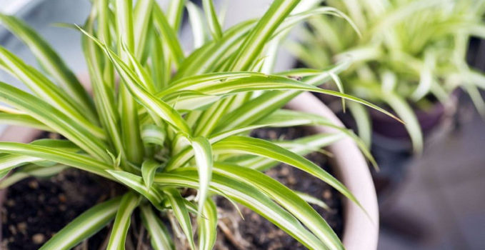 Plantes d'intérieur que vous ne pouvez pas tuer