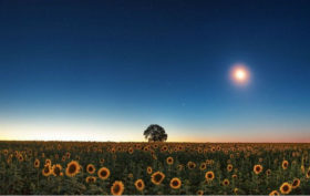 Jardiner avec la lune