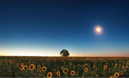 Jardiner avec la lune