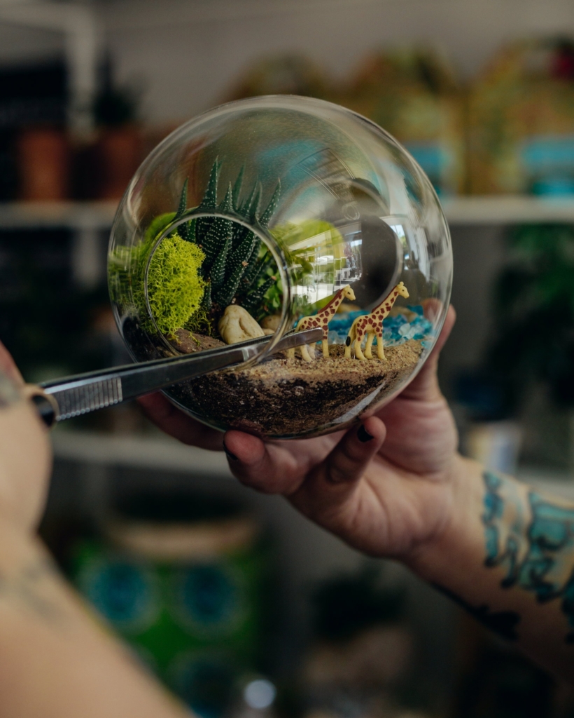 Terrarium ouvert