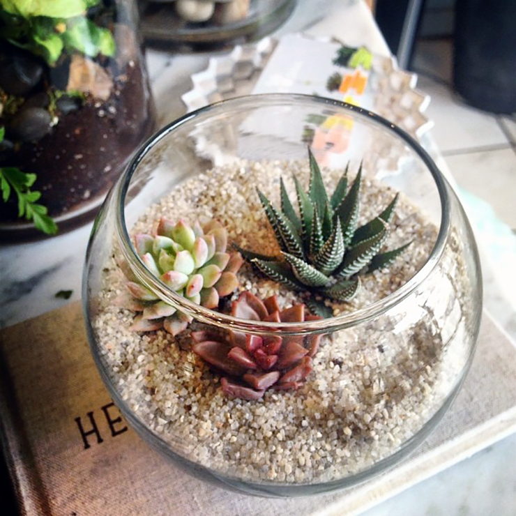 Terrarium