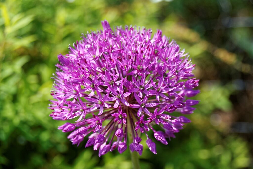 alium jardin