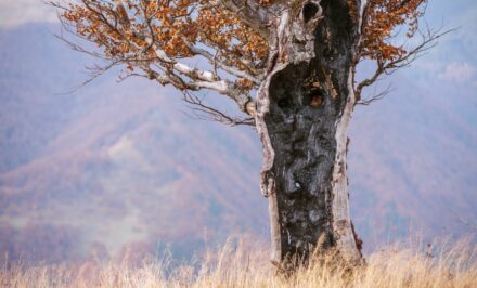 arbre mort