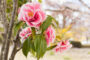 astuce jardinage