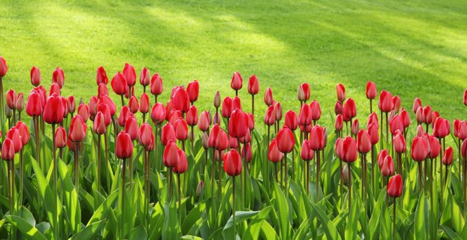 belle pelouse avec fleurs