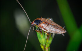 blatte de jardin