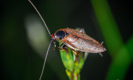 blatte de jardin