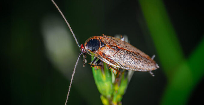 blatte de jardin