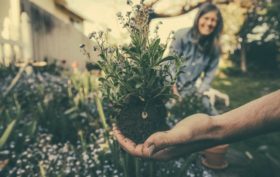 blog jardinage