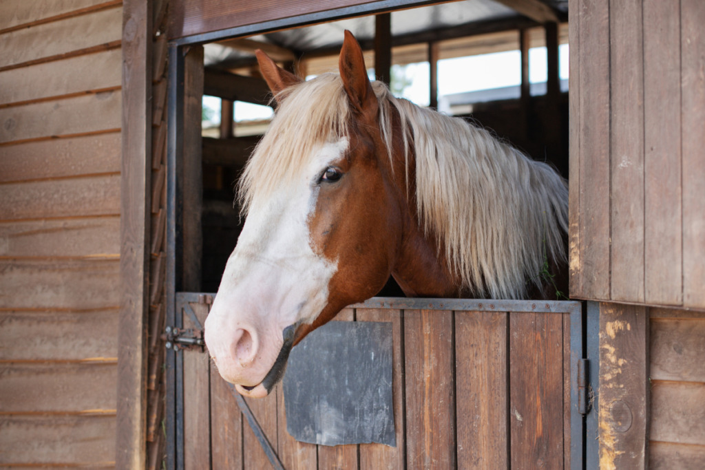 box cheval