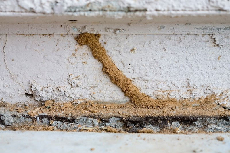 Comment identifier les termites