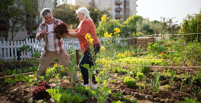 entretien potager