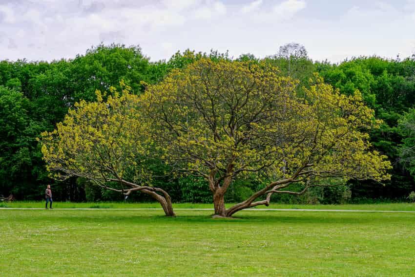 grand arbre majestueux