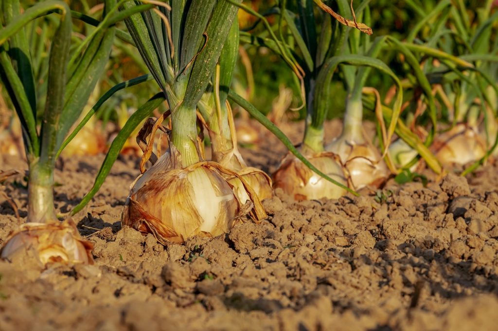 potager dans le jardin