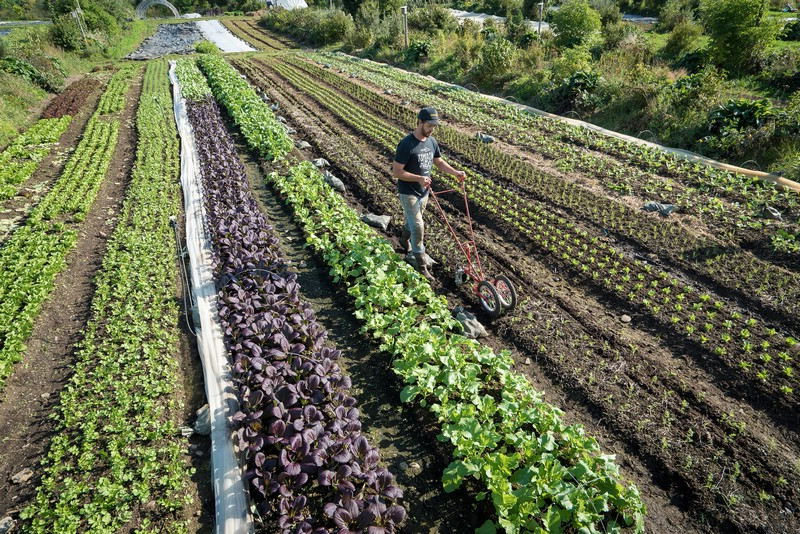 Jardin potager pour débutants