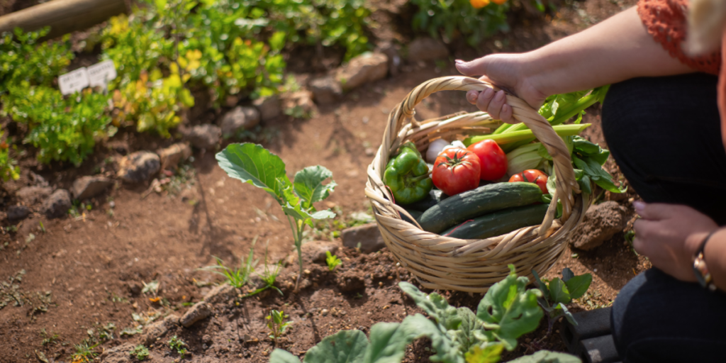 jardinage été