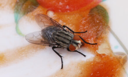 mouche vers blanc