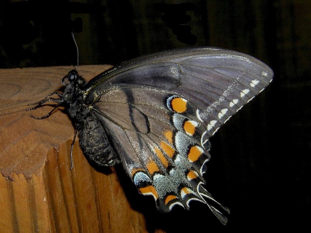 papillons de nuit