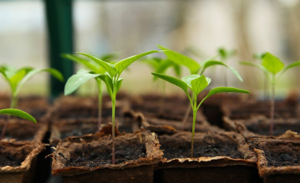 passion pour jardinage