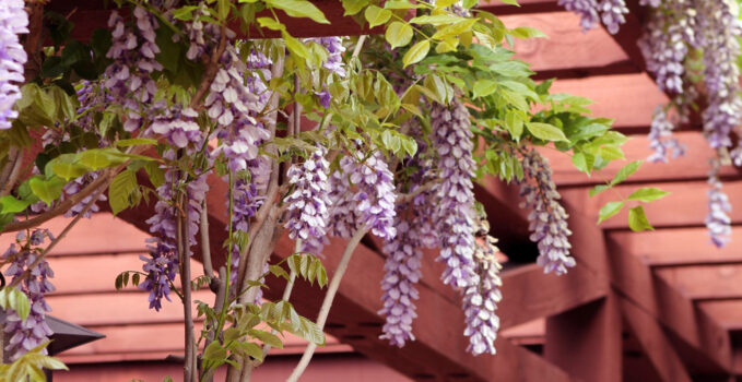 pergola en bois