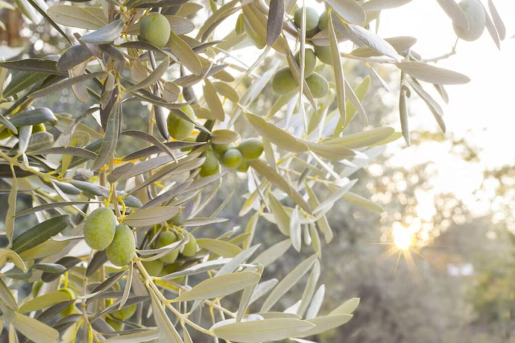 perte feuilles olivier