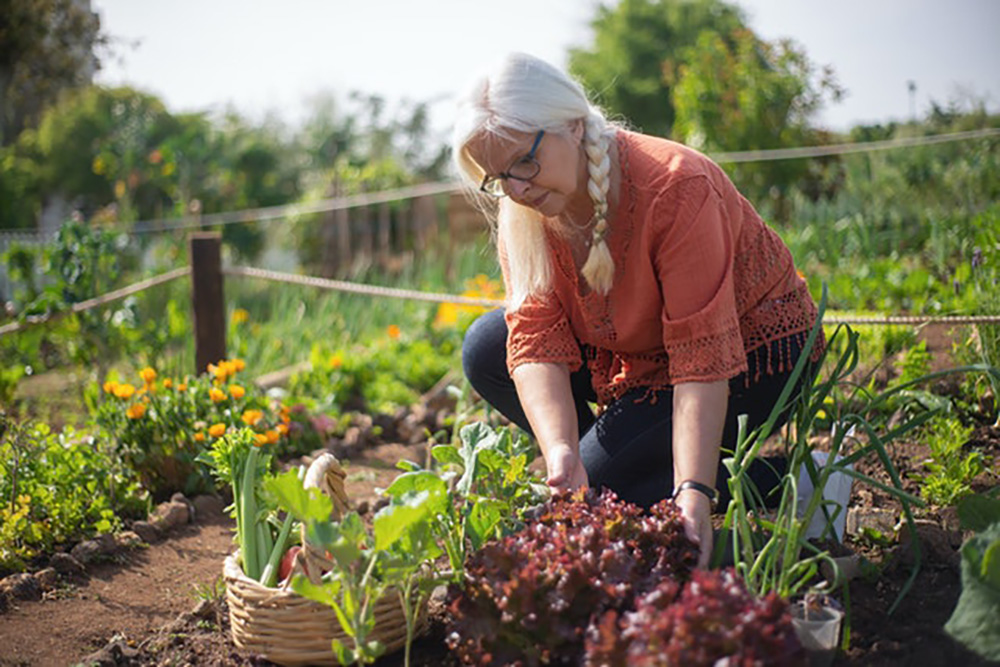 petit potager