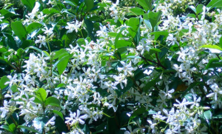 plantation jasmin