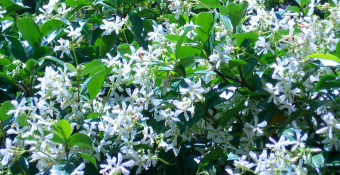 plantation jasmin