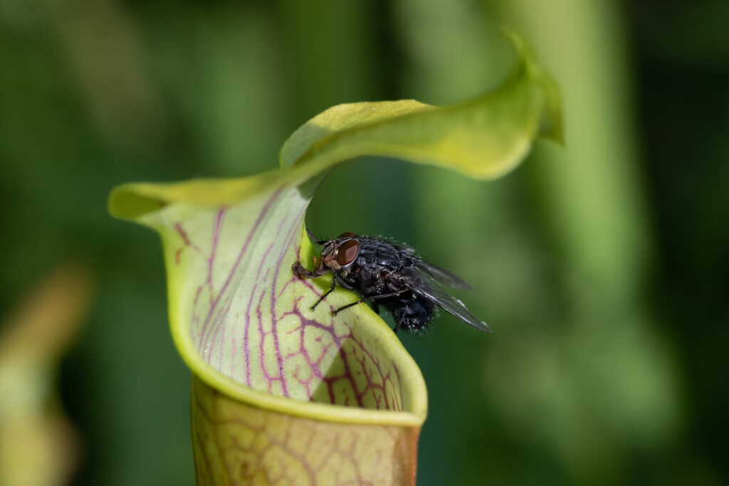 plante arme redoutable