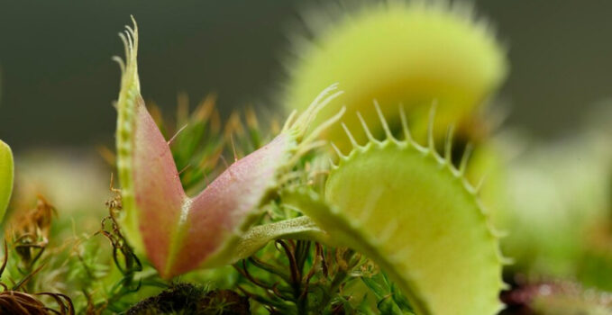 plante carnivore géante