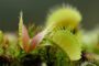 plante carnivore géante