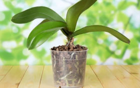 pot en plastique transparent pour orchidée