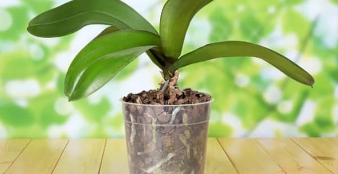 pot en plastique transparent pour orchidée