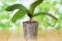 pot en plastique transparent pour orchidée
