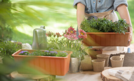 pot fleur
