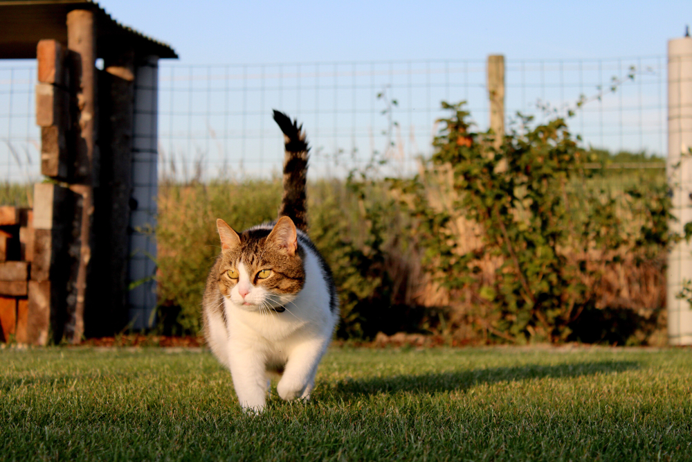 rendre son extérieur adapté à son chat