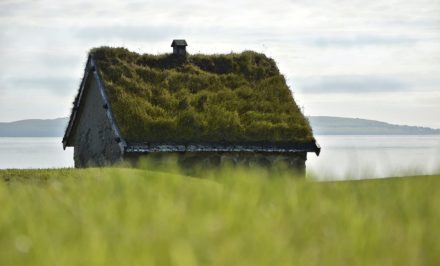toiture végétale