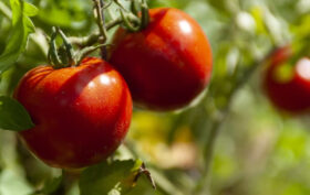 tomate en bouteille