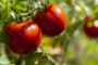 tomate en bouteille
