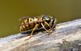 un piège à frelons asiatiques