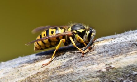 un piège à frelons asiatiques